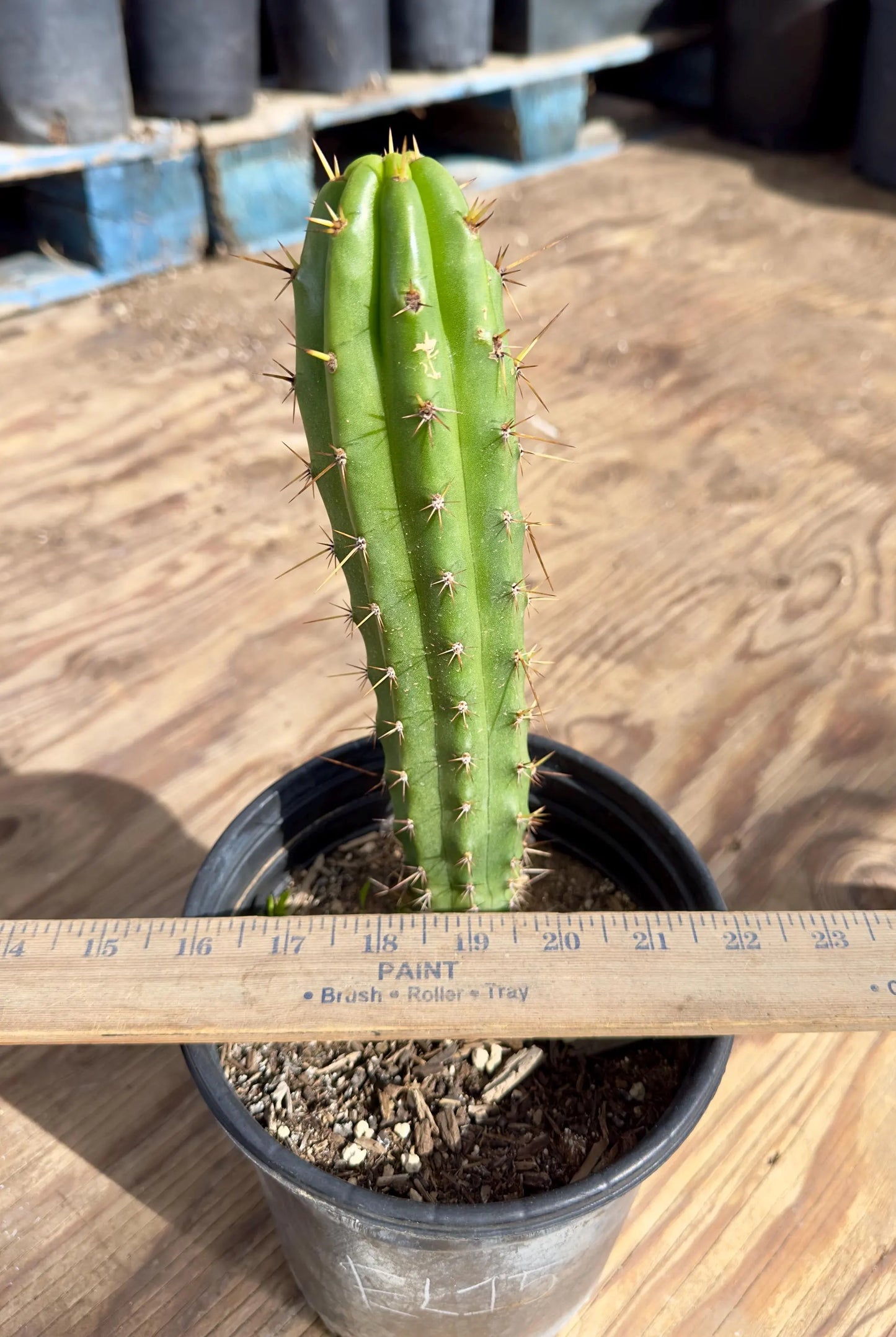 Cactus EL15