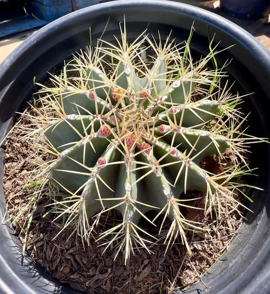 Ferocactus glaucescens - EL21