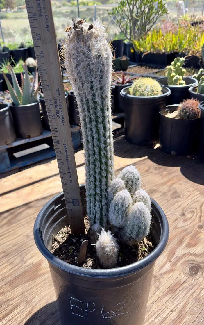 Oreocereus doelzianus EP62