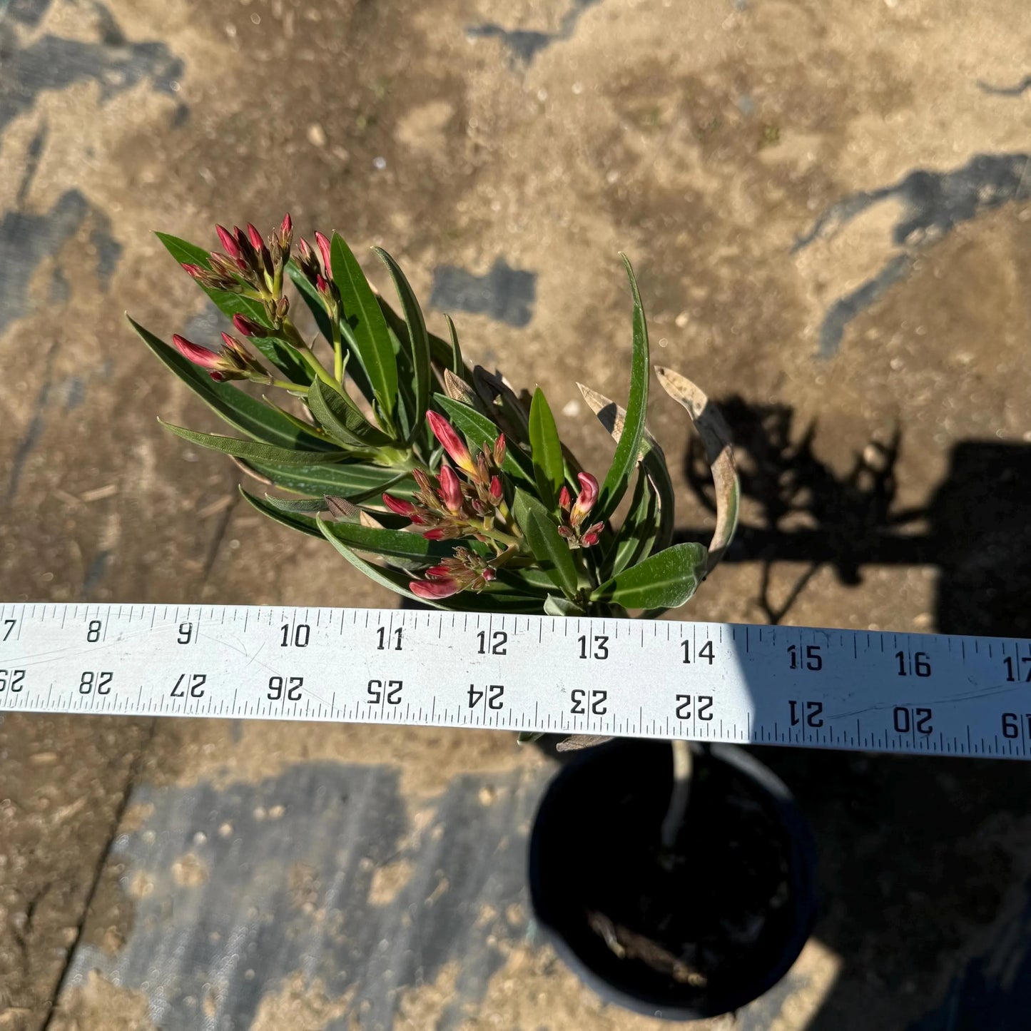 1gal 'Hardy Pink' Oleander | Nerium oleander