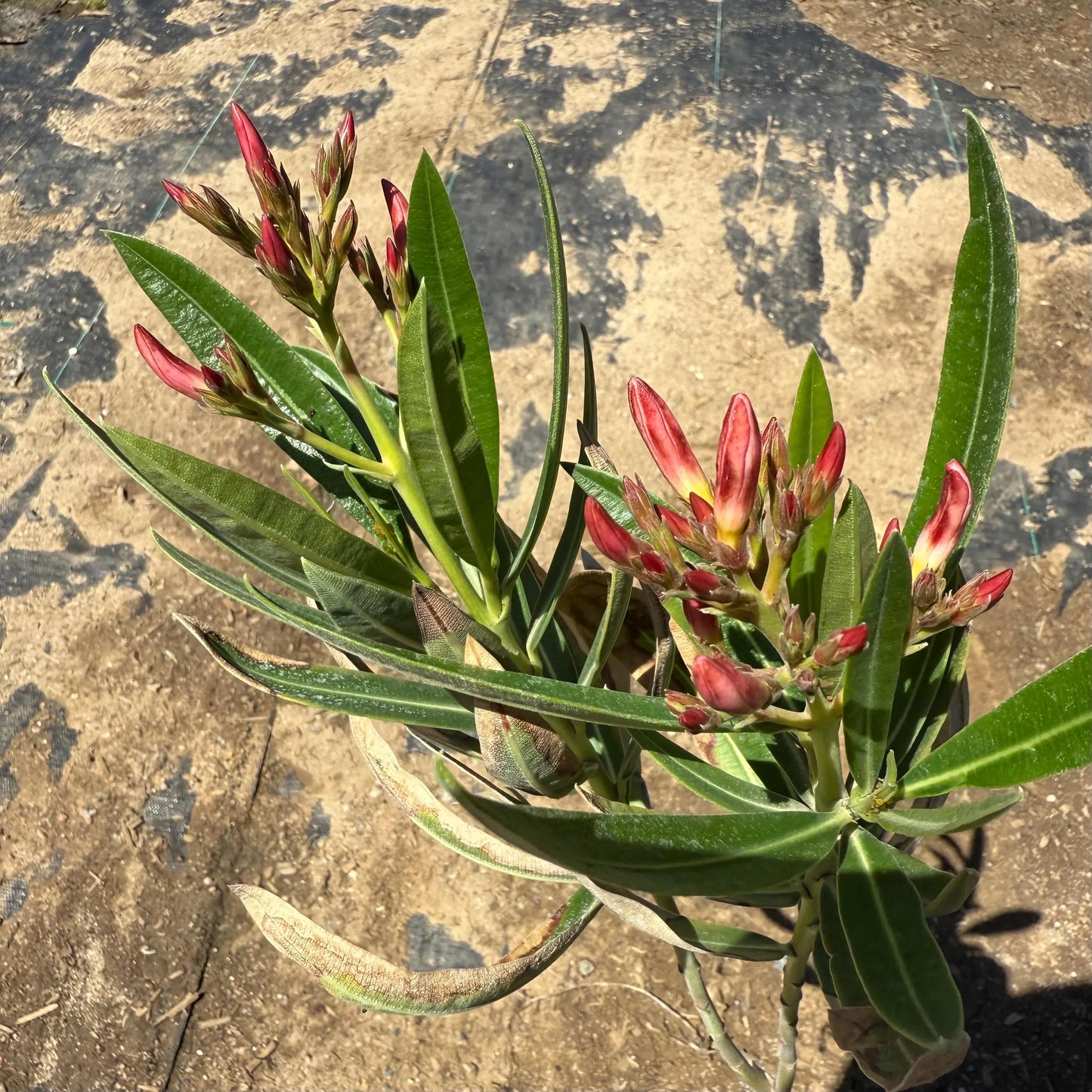 1gal 'Hardy Pink' Oleander | Nerium oleander