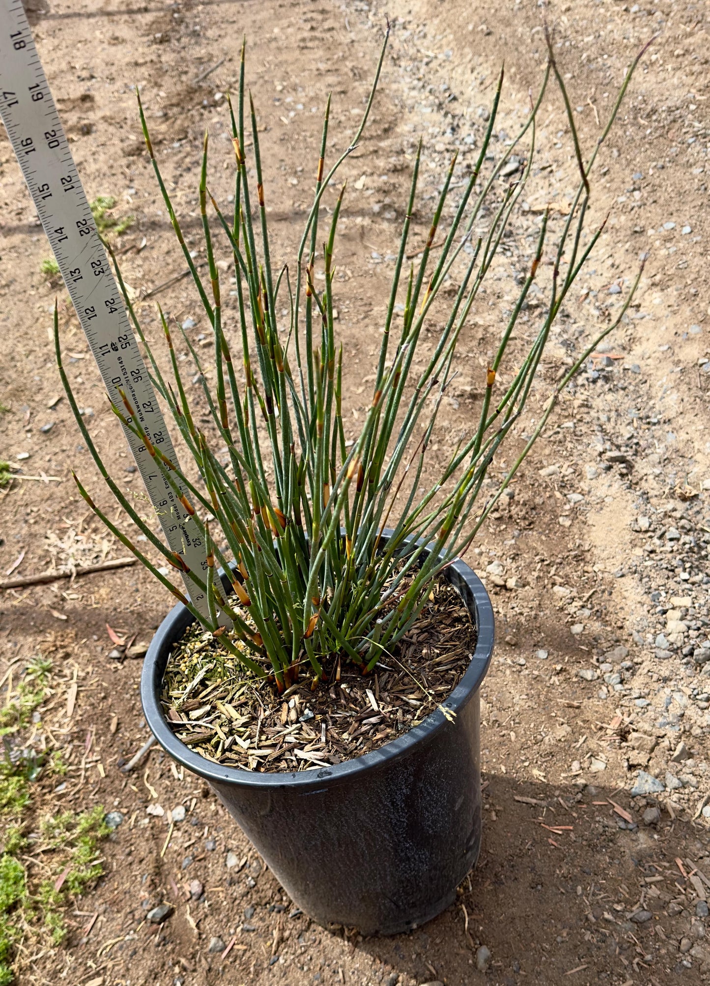 5gal Elegia tectorum | Cape Thatching Reed
