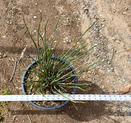 5gal Elegia tectorum | Cape Thatching Reed