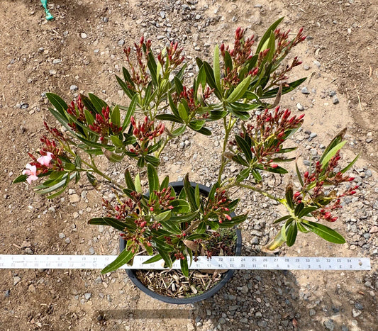 5gal 'Hardy Pink' Oleander | Nerium oleander