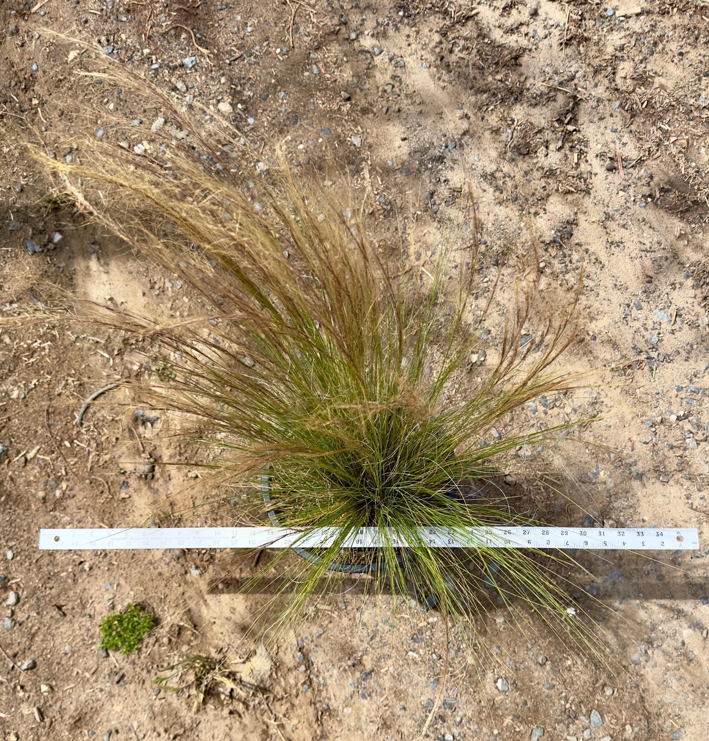 5gal Mexican Feather Grass | Stipa tennuisima
