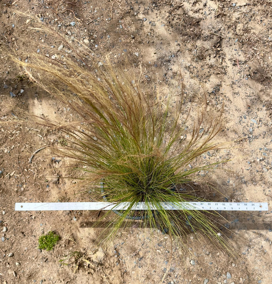 5gal Mexican Feather Grass | Stipa tennuisima