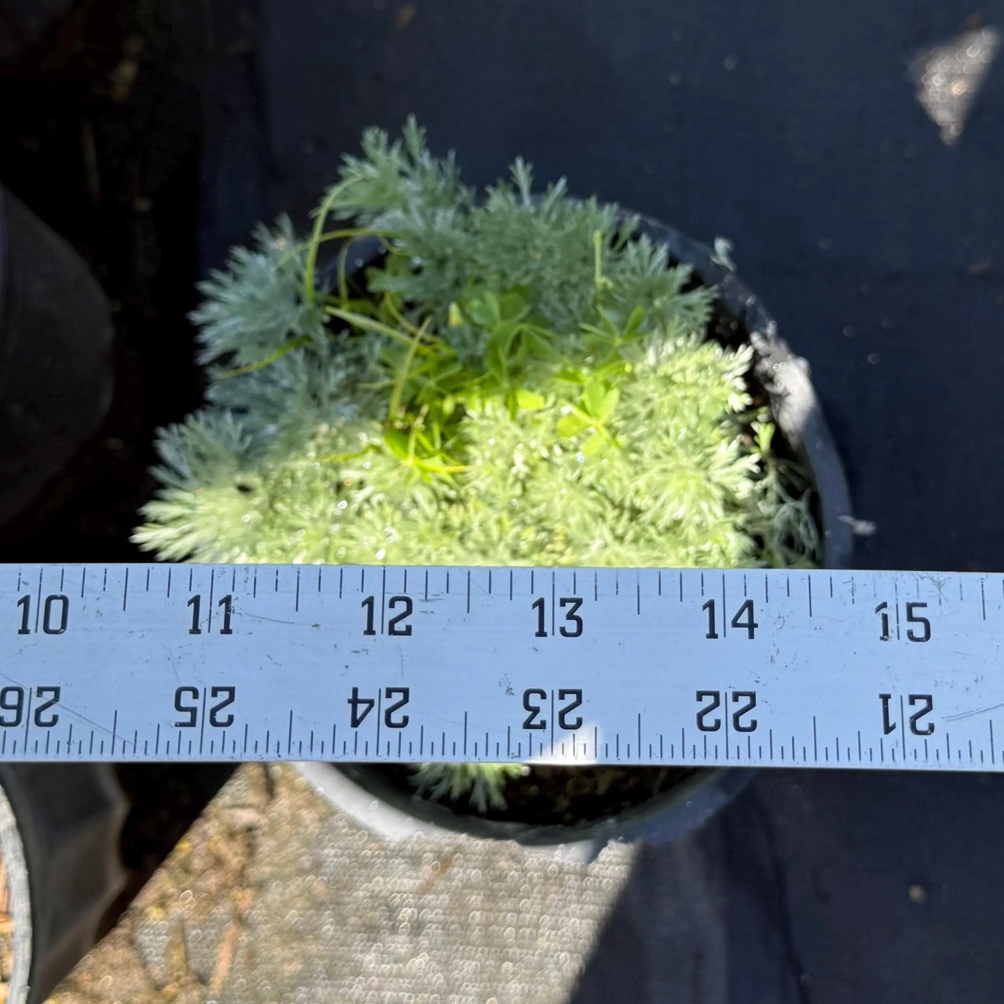 1gal Silver Mound Artemisia | Artemisia schmidtiana 'Silver Mound'