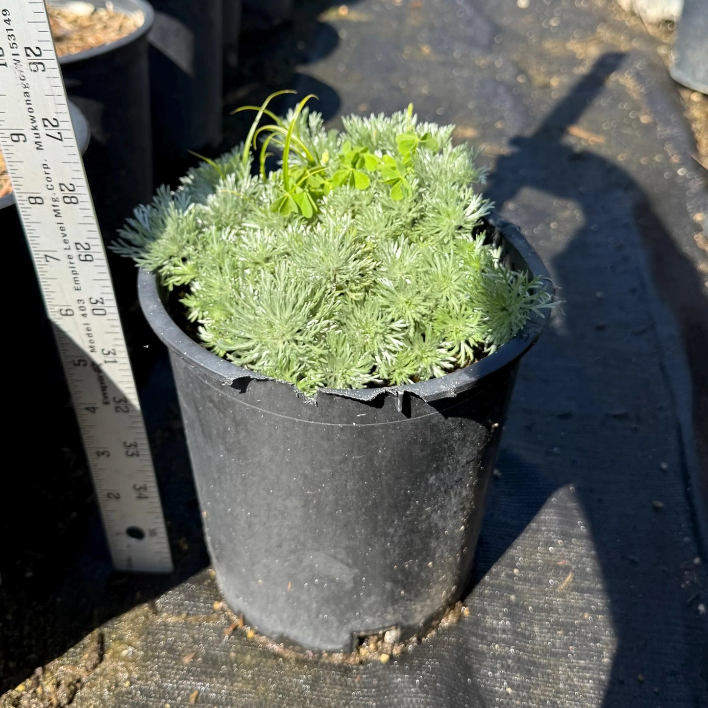 1gal Silver Mound Artemisia | Artemisia schmidtiana 'Silver Mound'
