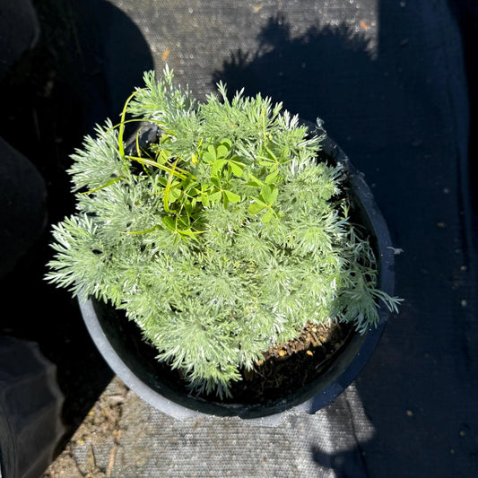1gal Silver Mound Artemisia | Artemisia schmidtiana 'Silver Mound'