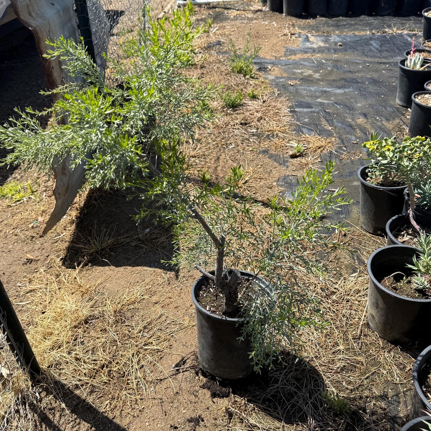 1gal Desert Broom | Baccharis sarothroides
