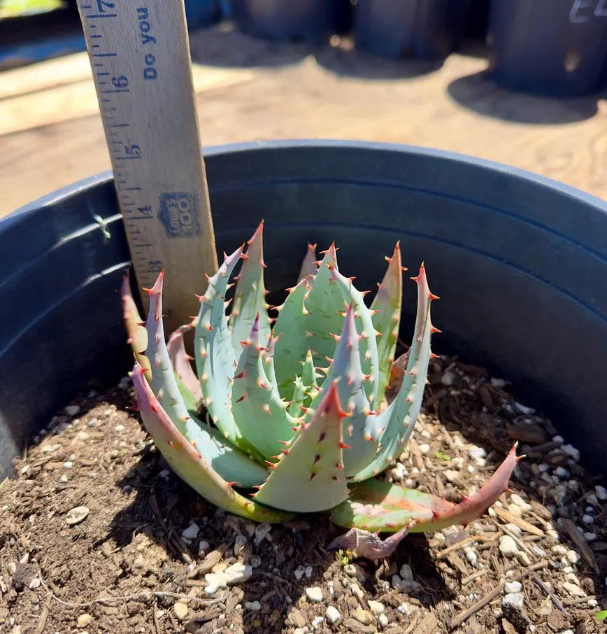 Aloe Peglerae EL31 - Fez Aloe