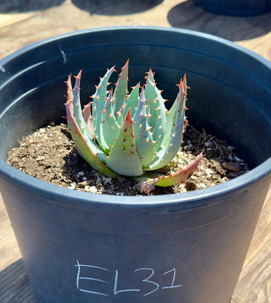 Aloe Peglerae EL31 - Fez Aloe