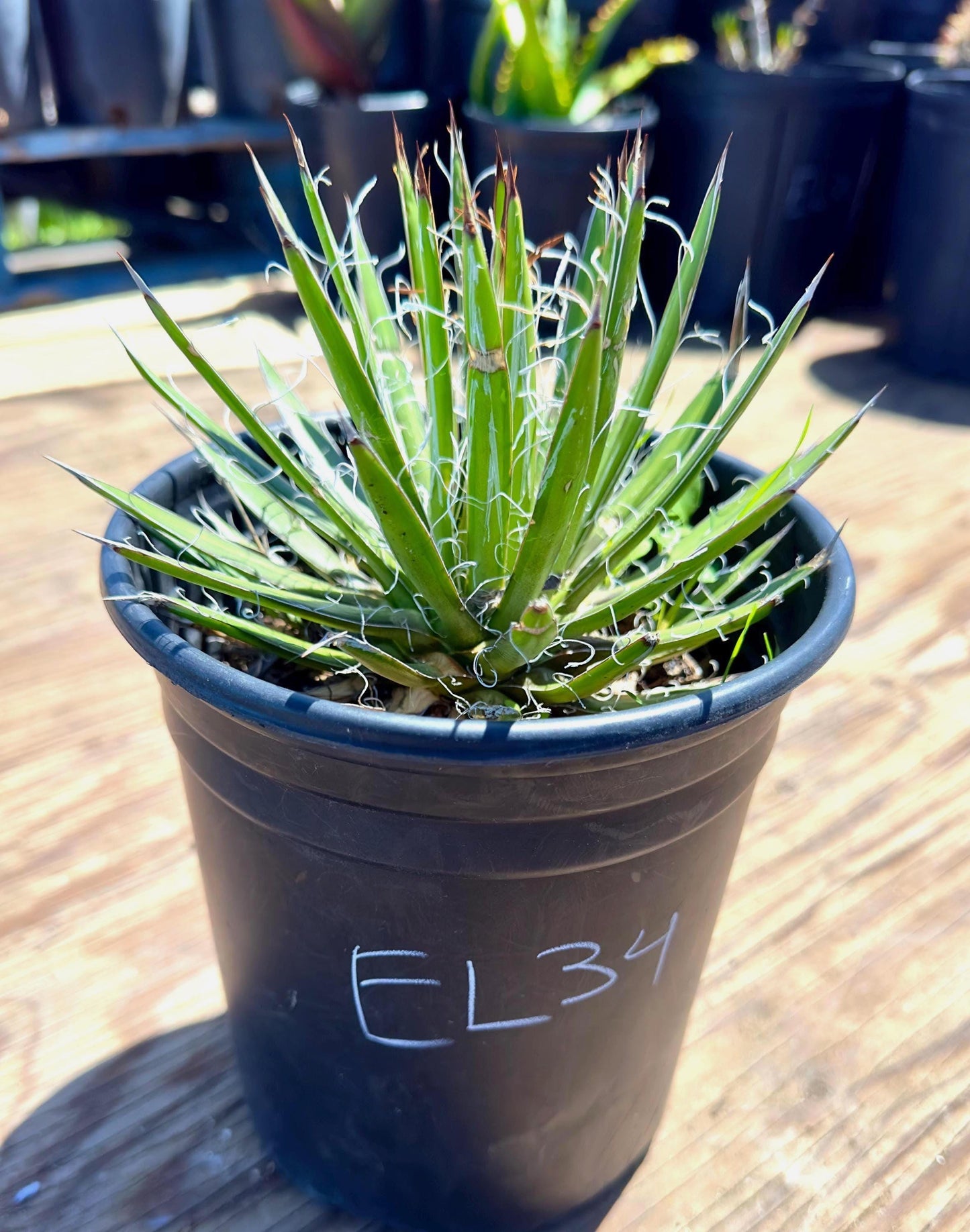 Agave schidigera EL34