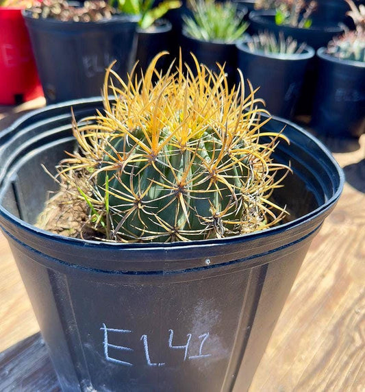 Ferocactus chrysacanthus EL41