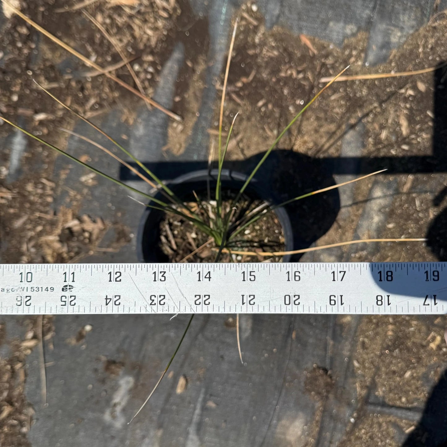 1gal Mexican Grass Tree | Dasylirion longissimum