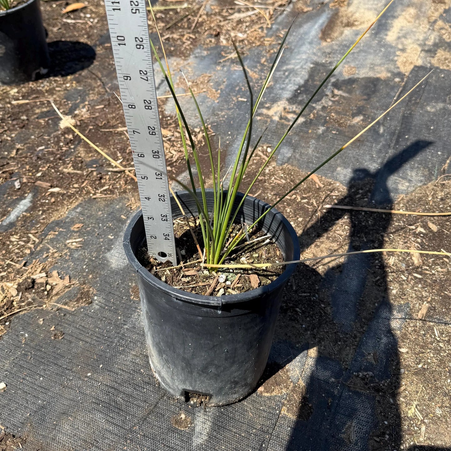 1gal Mexican Grass Tree | Dasylirion longissimum