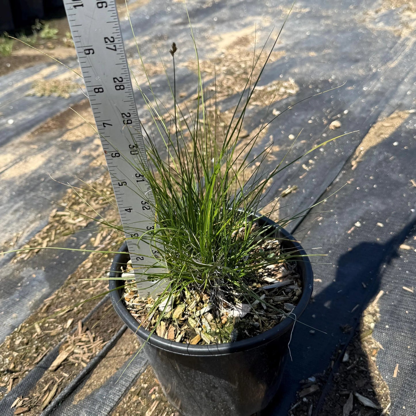 1gal Sheep Fescue | Festuca ovina
