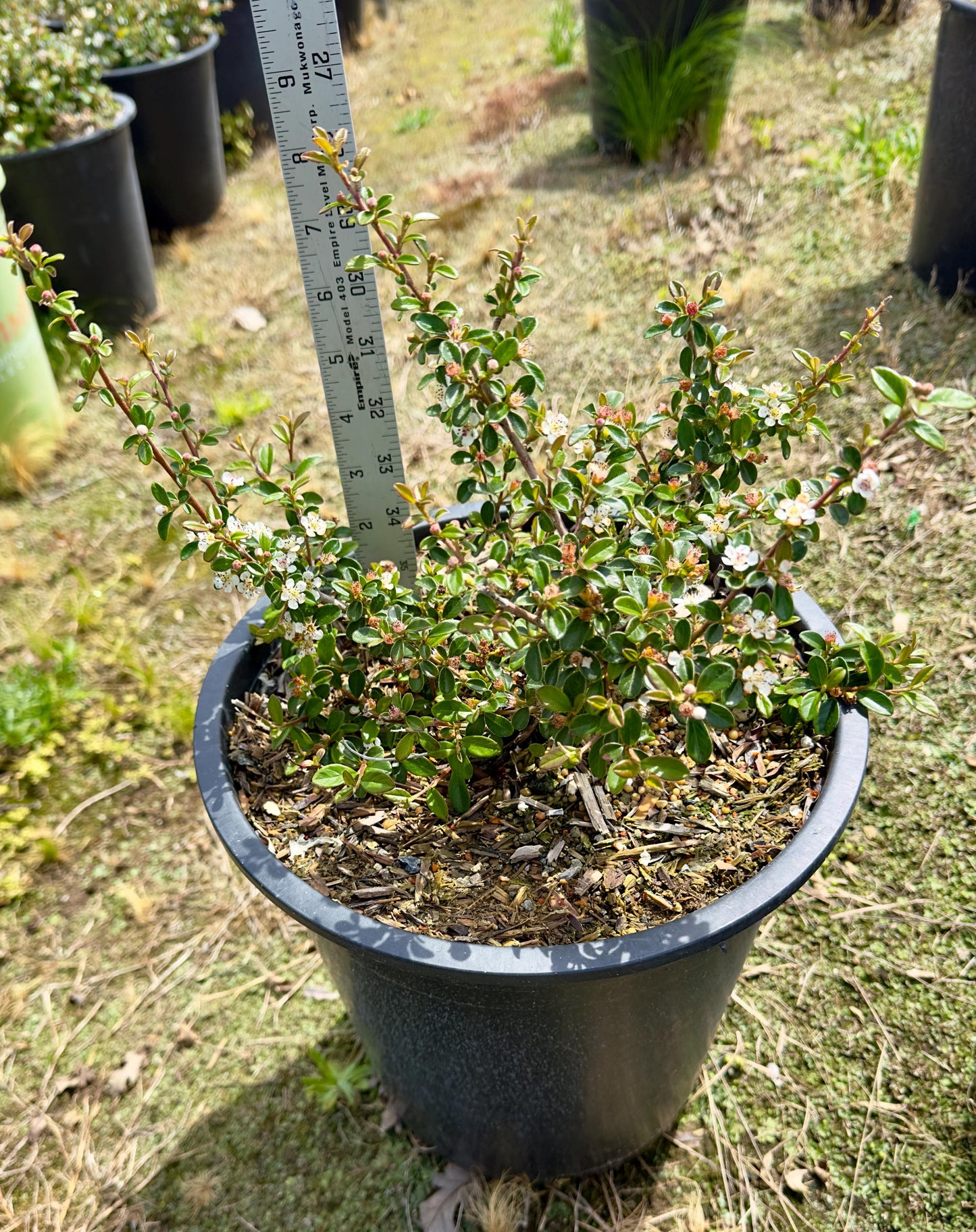 5gal Parney's Red Clusterberry | Cotoneaster parneyi