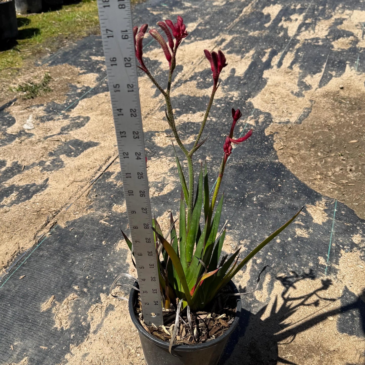 1gal Red Kangaroo Paw | Anigozanthos ‘Big Red’