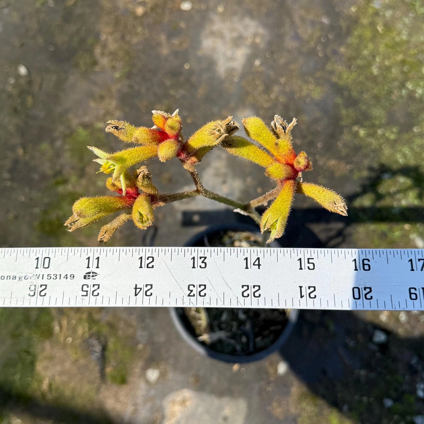 1gal Yellow Kangaroo Paw | Anigozanthos ‘Yellow Gem'