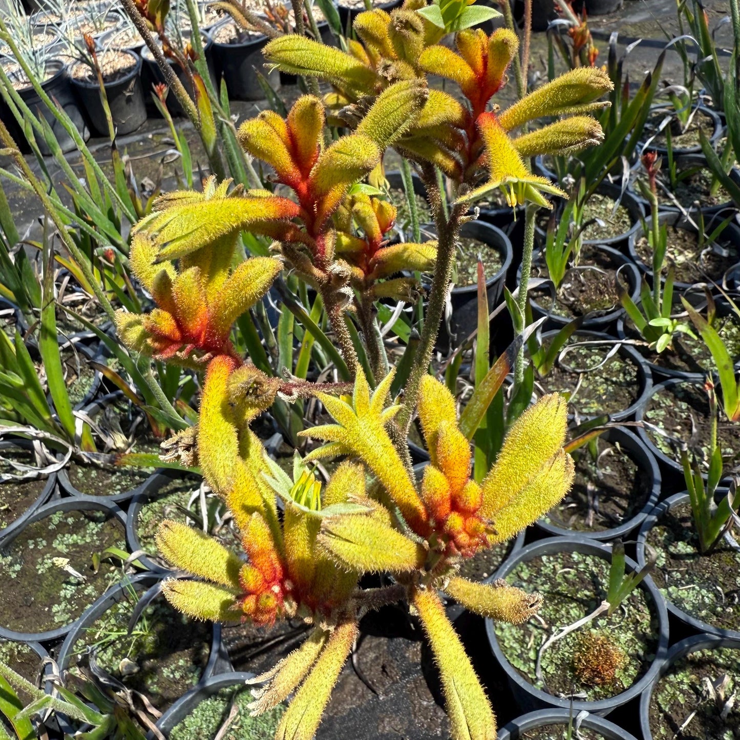 1gal Yellow Kangaroo Paw | Anigozanthos ‘Yellow Gem'