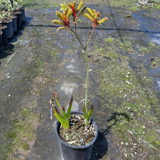 1gal Yellow Kangaroo Paw | Anigozanthos ‘Yellow Gem'