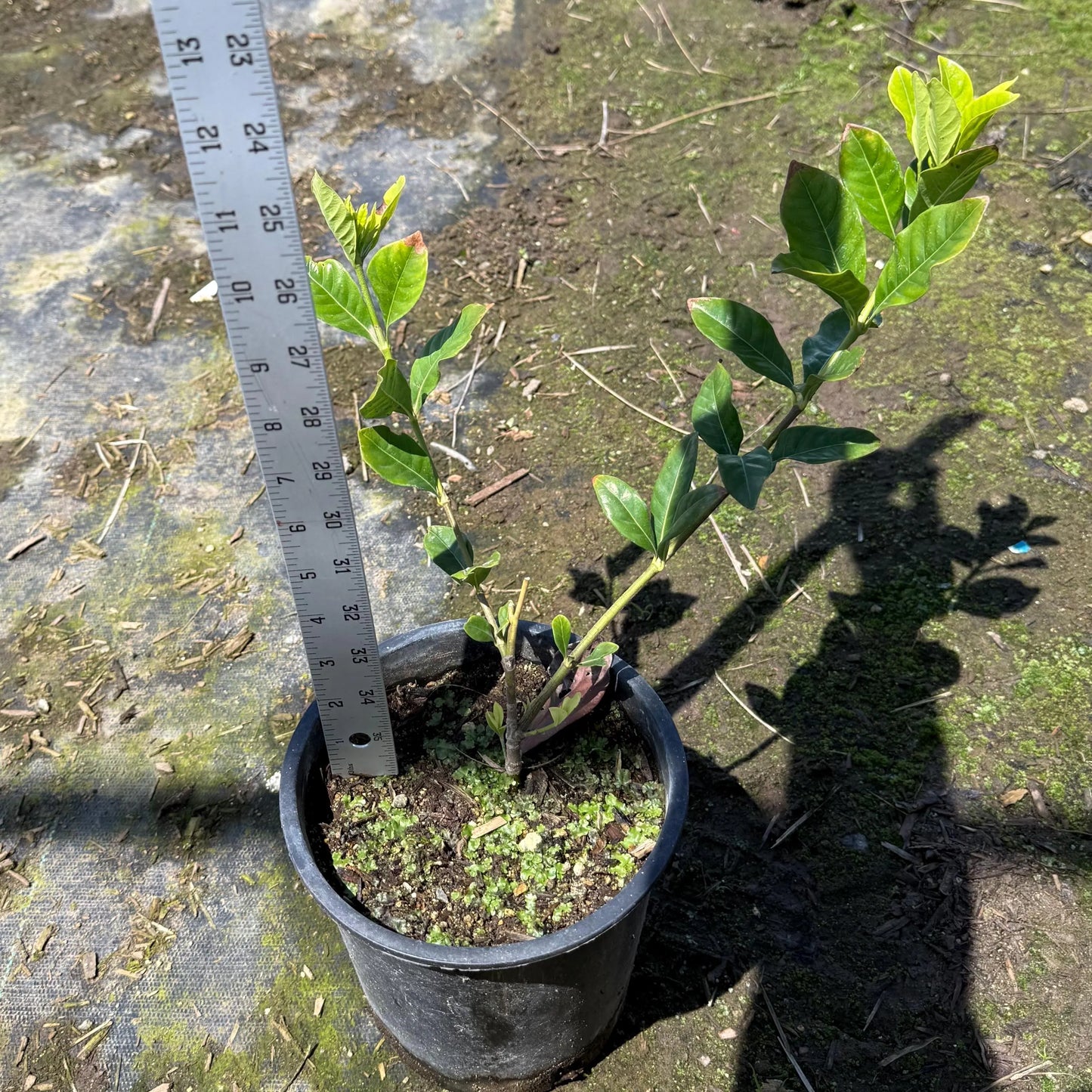 1gal White Gardenia | Gardenia jasminoides