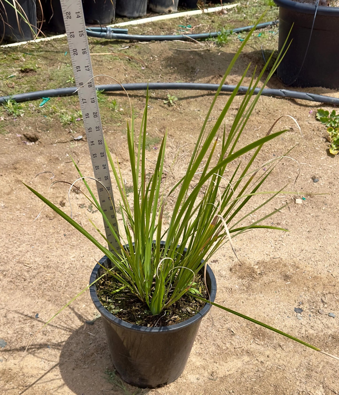 5gal African Iris | Morea bicolor