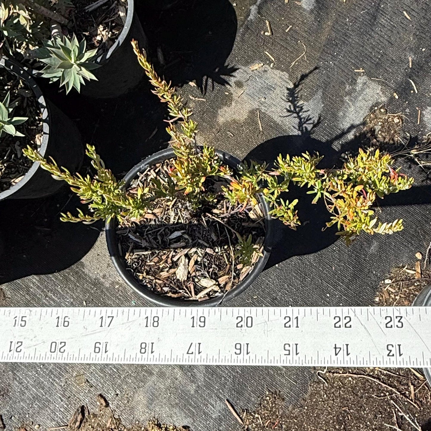 1gal California Buckwheat | Eriogonum fasciculatum
