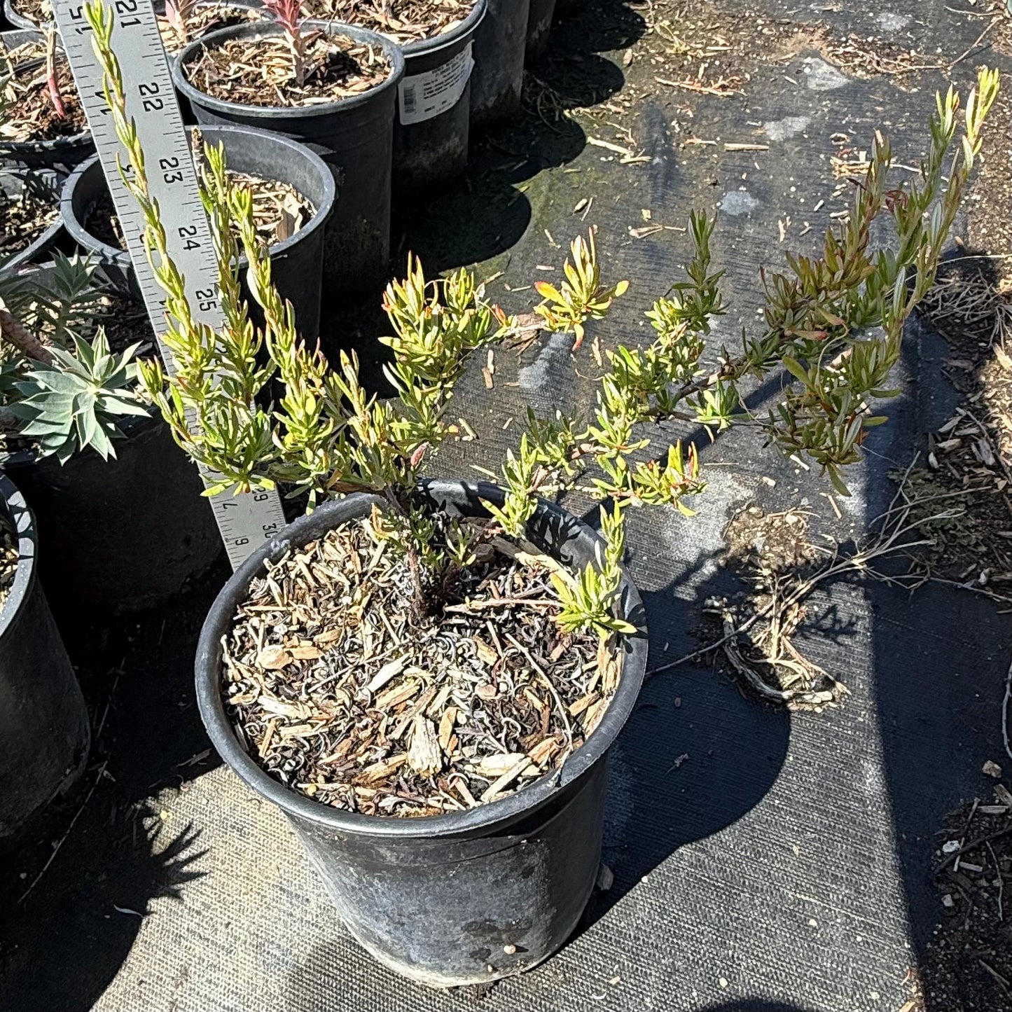 1gal California Buckwheat | Eriogonum fasciculatum