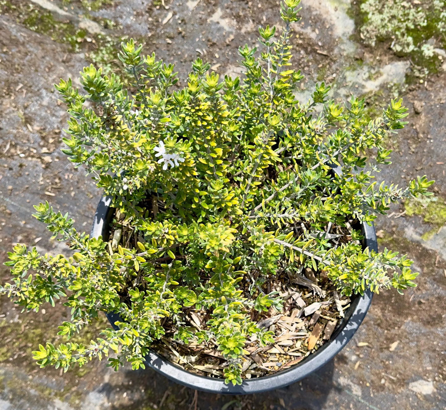 5gal White Coast Rosemary | Westringia fruticosa