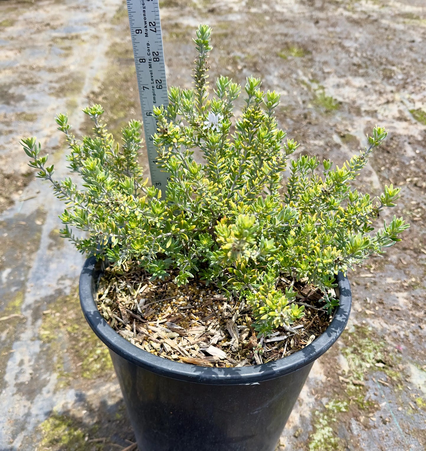 5gal White Coast Rosemary | Westringia fruticosa