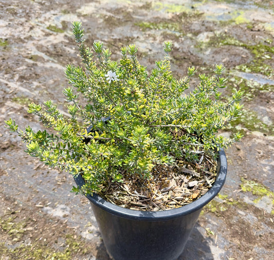 5gal White Coast Rosemary | Westringia fruticosa