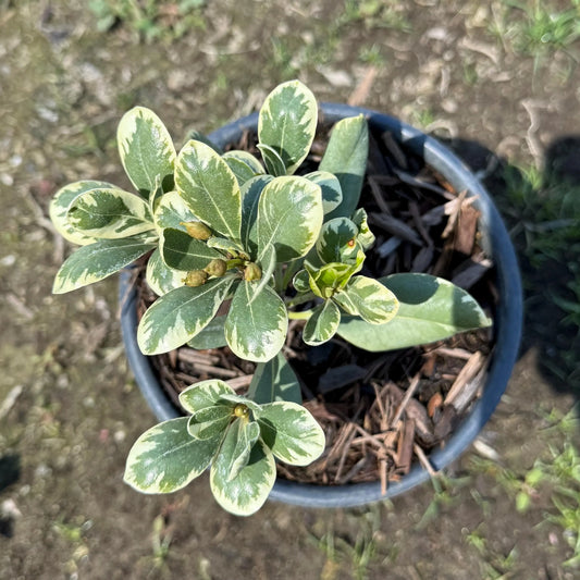 1gal Cream De Mint™ Dwarf Pittosporum | Pittosporum tobira 'Shima'