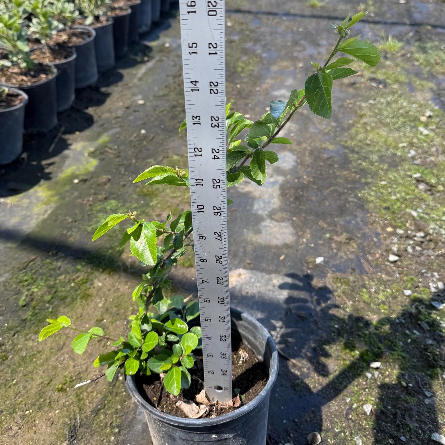 1gal Crossberry | Grewia occidentalis