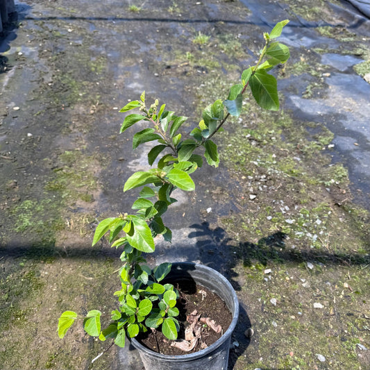 1gal Crossberry | Grewia occidentalis