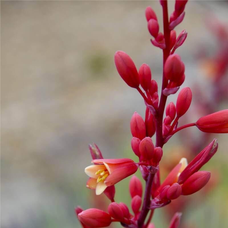 Red Hesperaloe | Hesperaloe parviflora