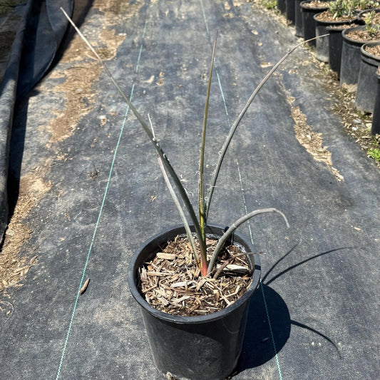 Red Hesperaloe | Hesperaloe parviflora