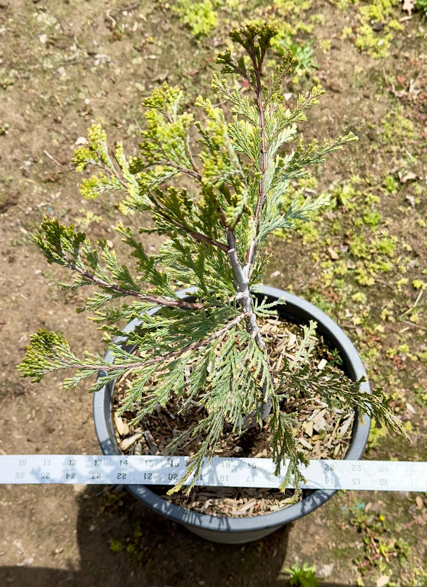 5gal California Incense Cedar | Calocedrus decurrens