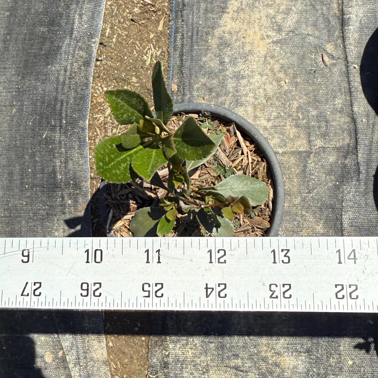1gal Indian Hawthorn | Rhaphiolepis indica