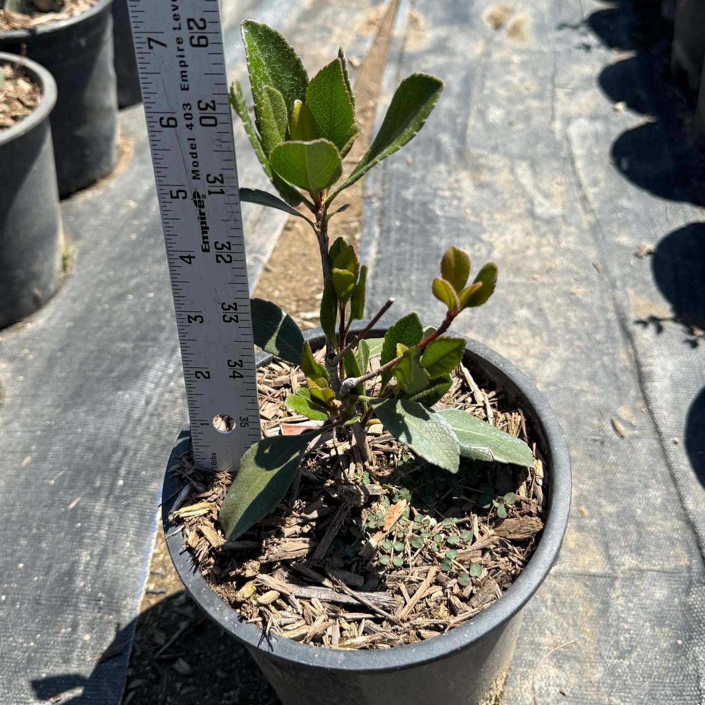 1gal Indian Hawthorn | Rhaphiolepis indica