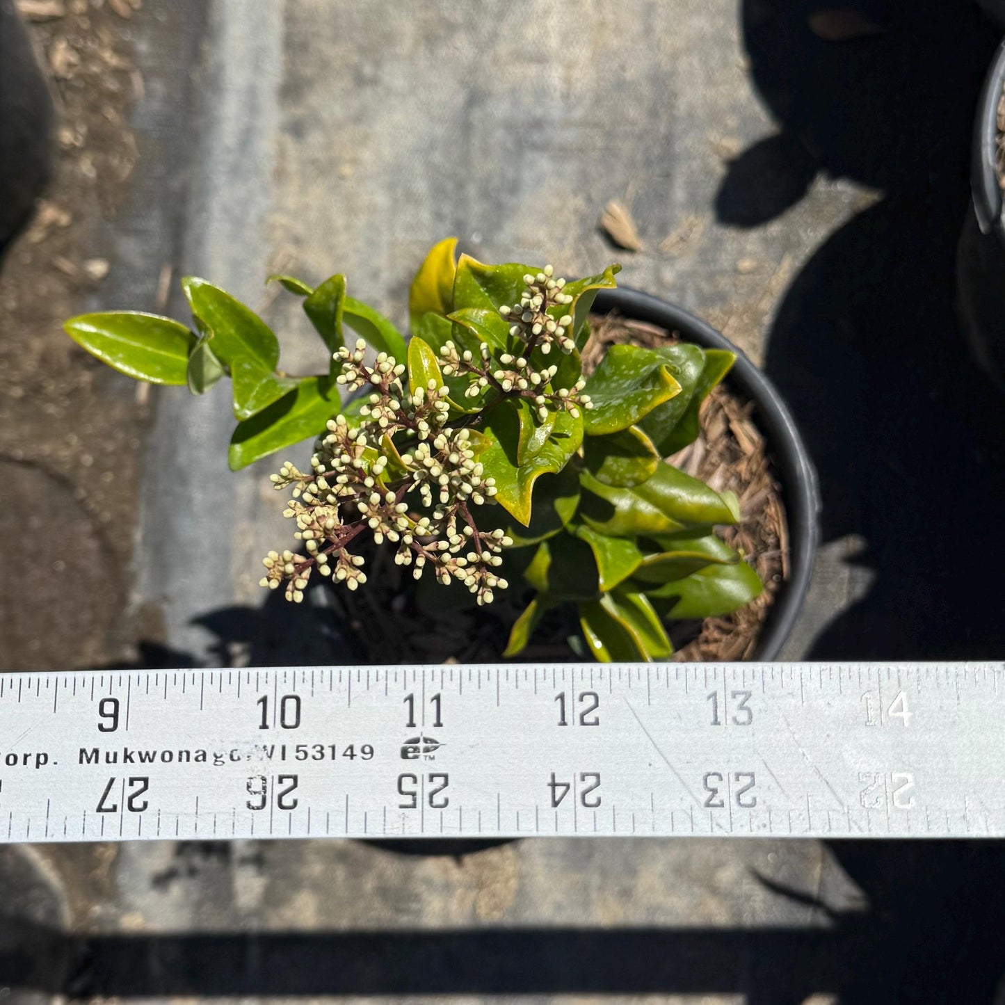 1gal Wax Leaf Privet | Ligustrum japonicum