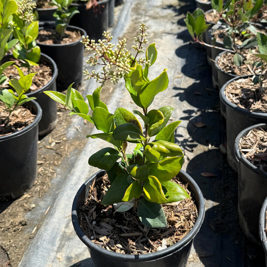 1gal Wax Leaf Privet | Ligustrum japonicum