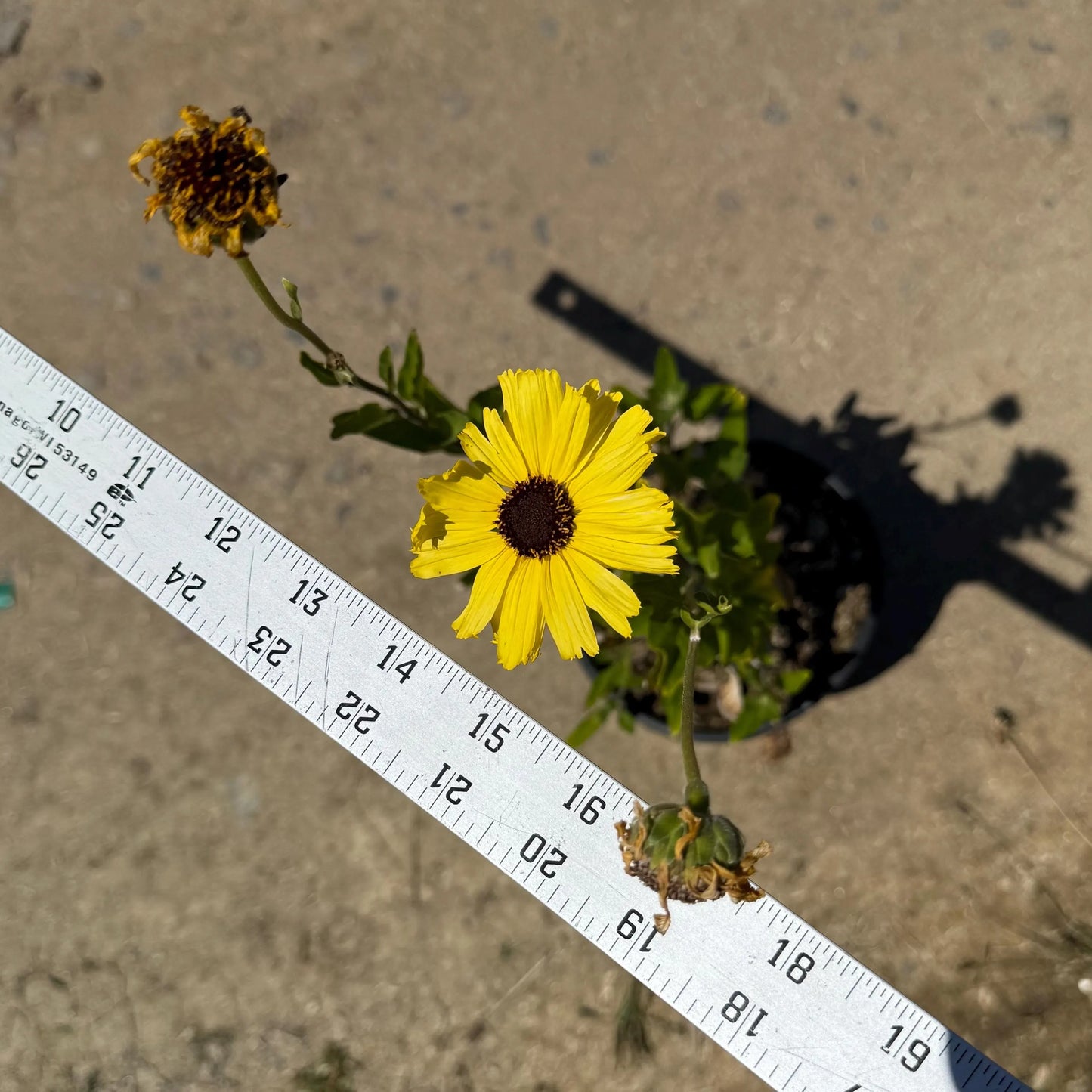 1gal California Brittlebush | Encelia californica