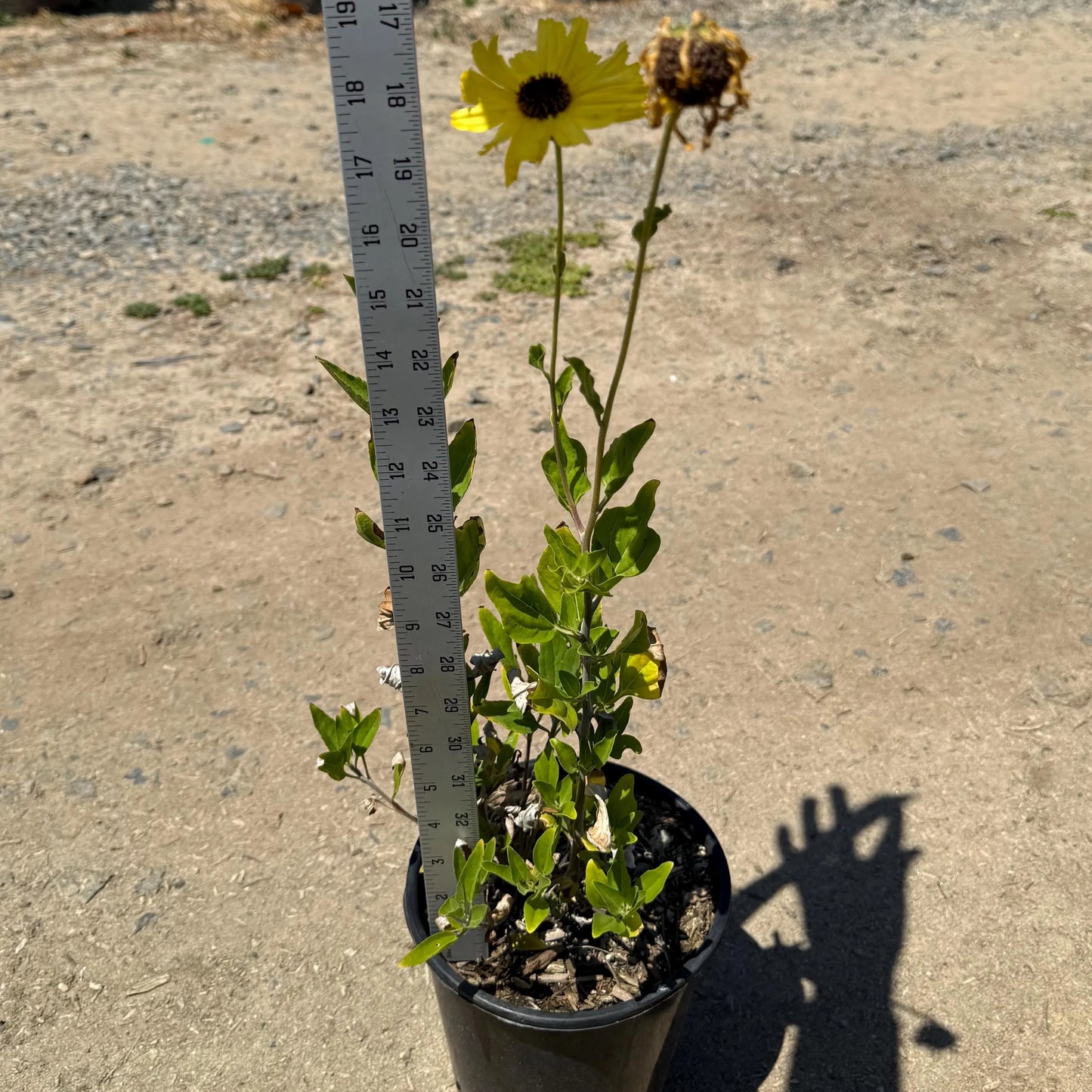 1gal California Brittlebush | Encelia californica
