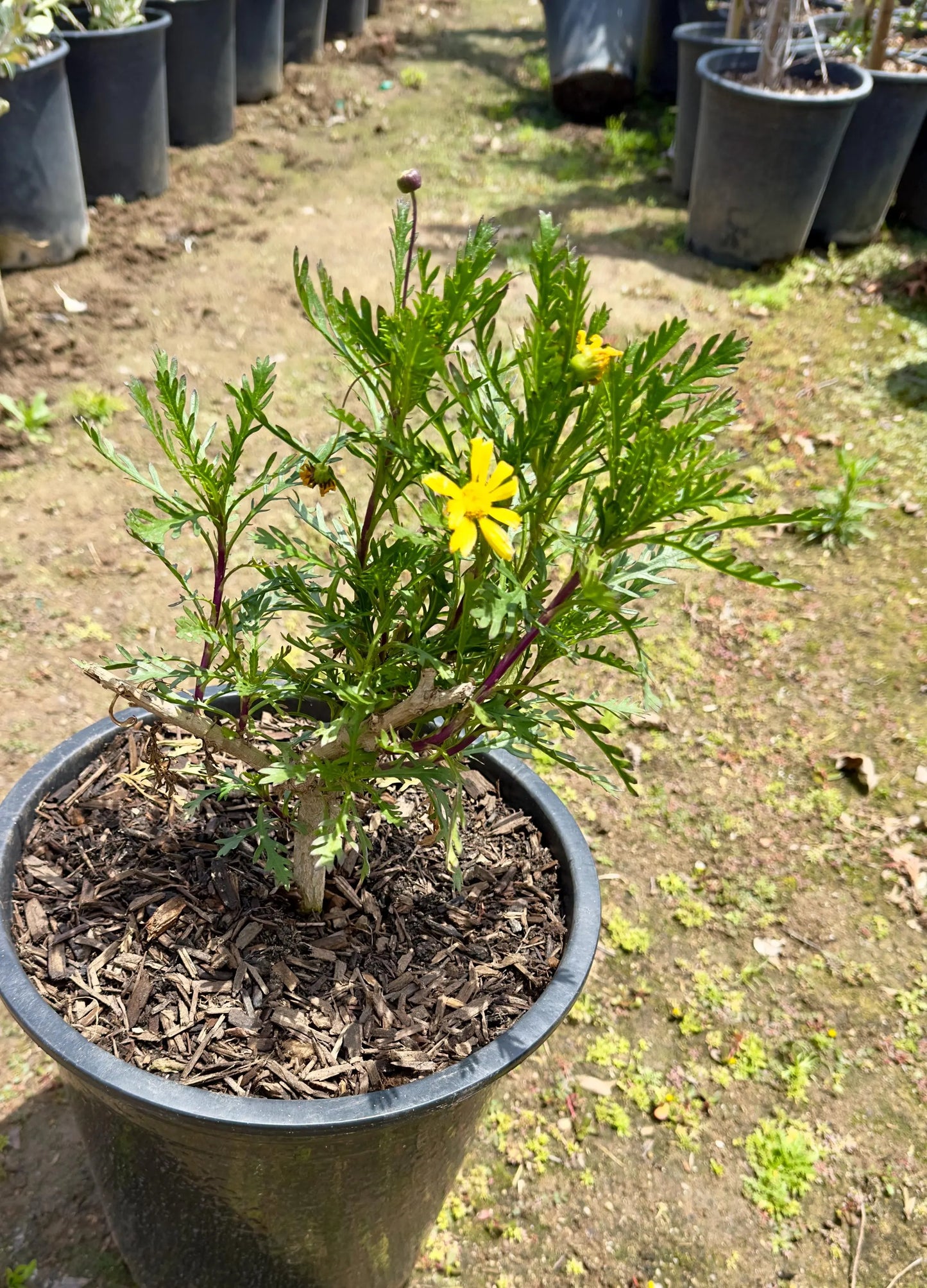 5gal Marguerite Daisy Yellow | Argyranthemum frutescens