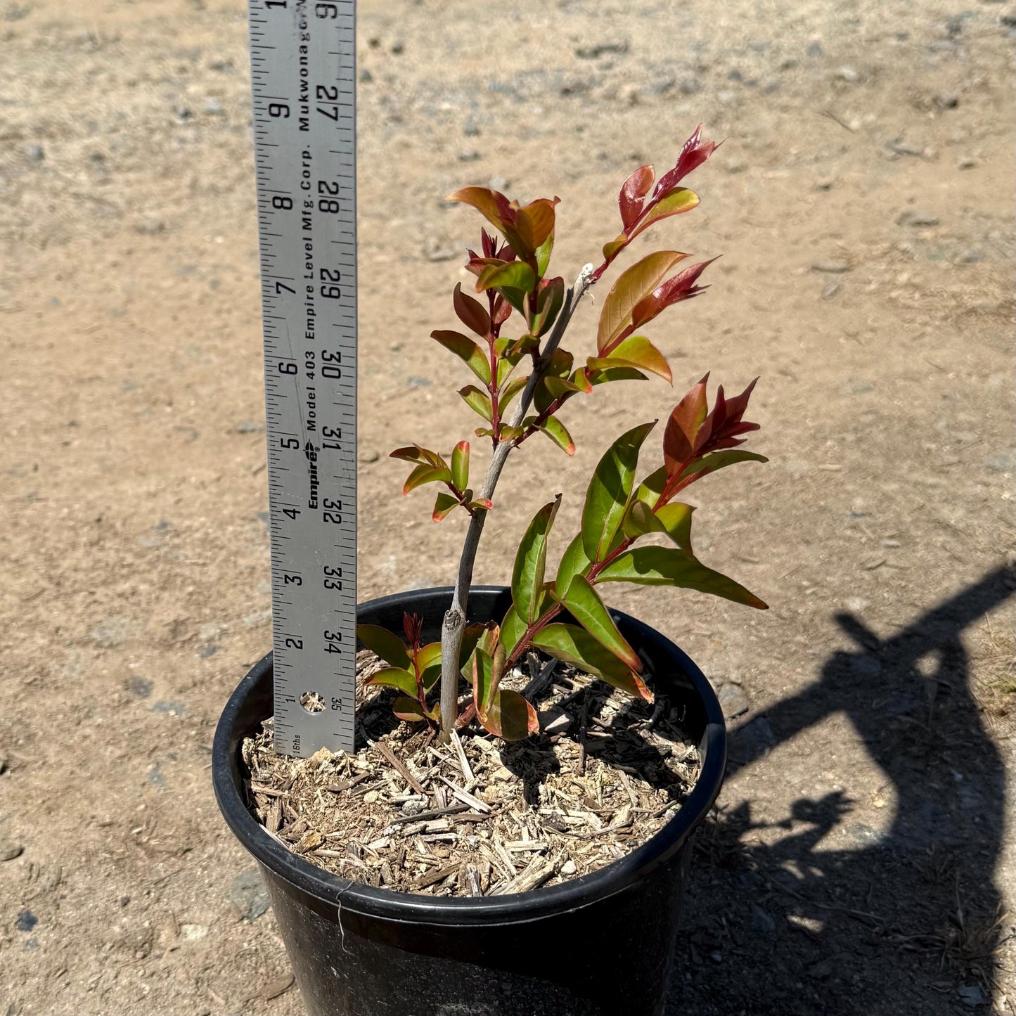 1gal Red Tip Photinia | Photinia x fraseri