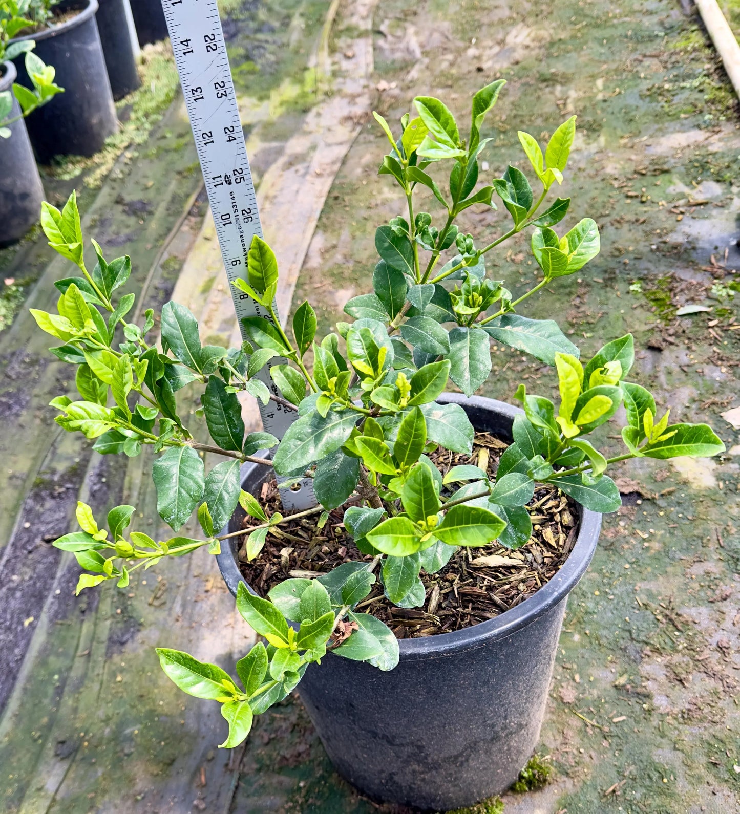 5gal Cape Jasmin | Gardenia jasminoides