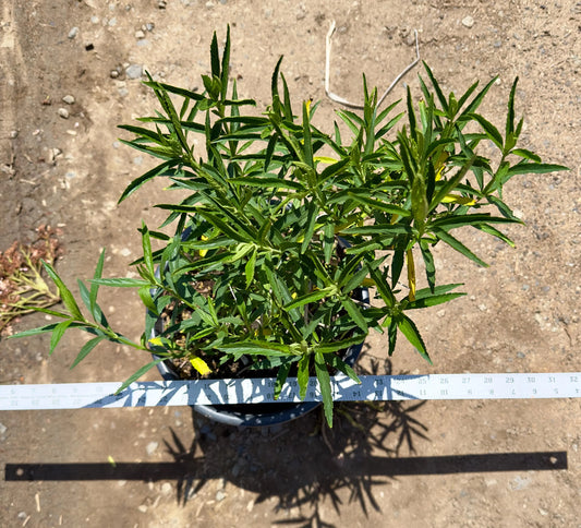 5gal Lion's Tail | Leonotis leonurus