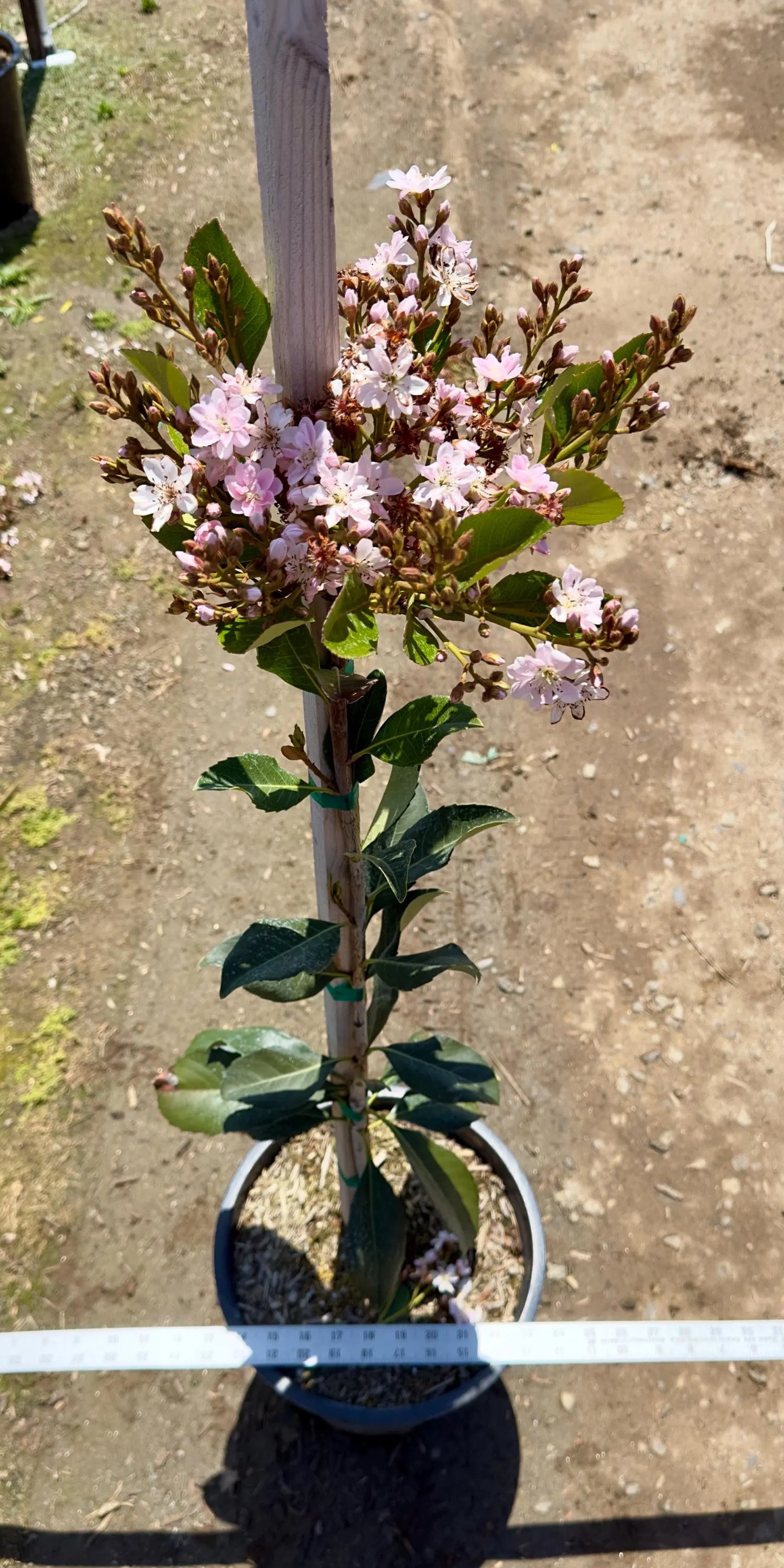 5gal Pink Crepe Myrtle | Lagerstroemia indica